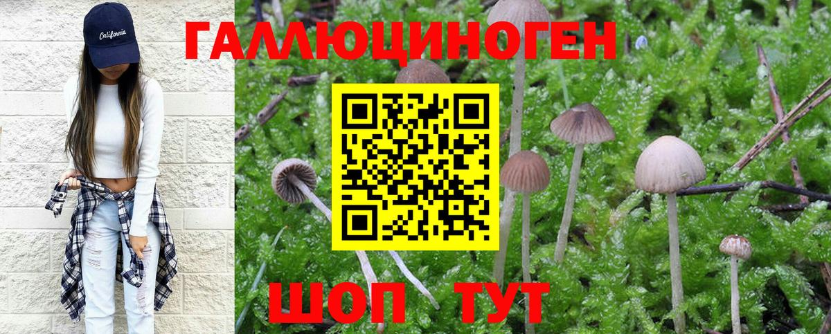 Псилоцибиновые грибы Psilocybe Ишимбай